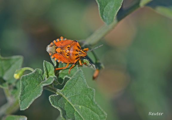 Purpur-Baumwanze (Carpocoris purpureipennis)